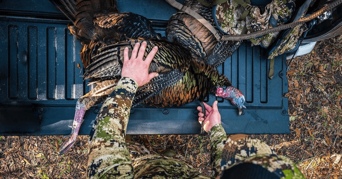 The Wild Turkey Population Is in Decline — Why and What Can Landowners Do About It?